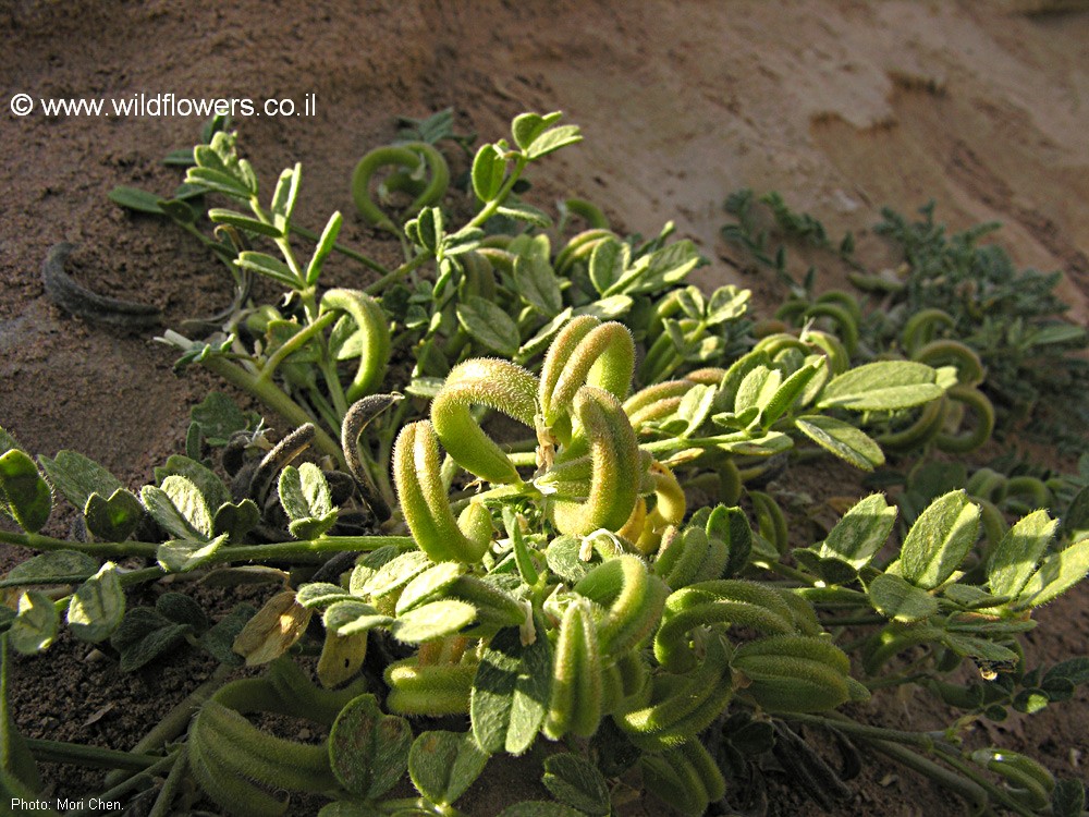 Astragalus arpilobus